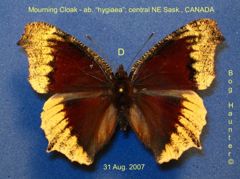 Nymphalis antiopa AB hygiaea (Internet Image property of respective owner, non-commercial use only)
